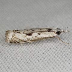 Microcrambus kimballi