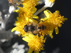 Eristalis tenax