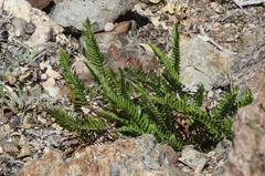 Polystichum imbricans curtum