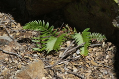 Polystichum imbricans curtum
