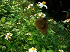 Euploea sylvester swinhoei