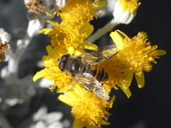 Eristalis tenax