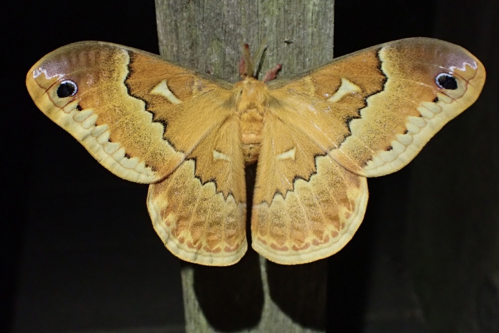 Sweetbay Silkmoth