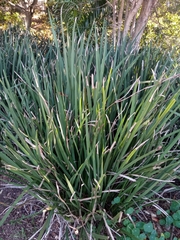 Dietes bicolor