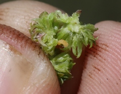 Asphondylia ceanothi