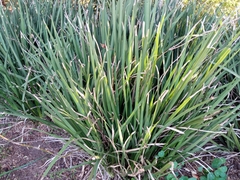 Dietes bicolor