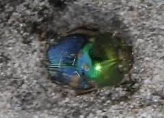 Proagoderus aureiceps