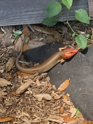 Scincidae image