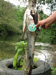Megaleporinus muyscorum