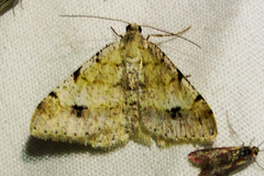 Digrammia pictipennata