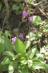 Primula fassettii