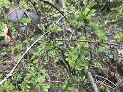 Crataegus monogyna