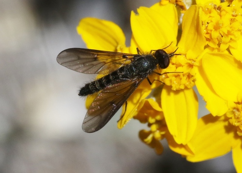 Thevenetimyia accedens