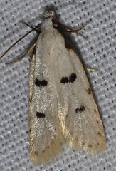 Stibaromacha ratella