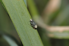 Errastunus ocellaris