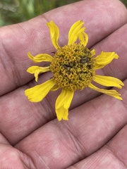 Helenium drummondii