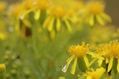 Senecio riddellii