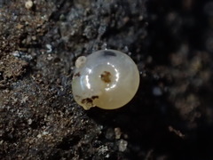 Vitrea contracta
