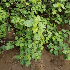 Hibiscus tiliaceus tiliaceus