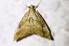 Scybalistodes periculosalis