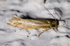 Ypsolopha sp-sw