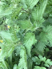 Urtica dioica