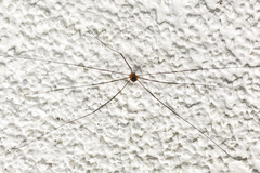 Amilenus aurantiacus