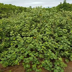 Hibiscus tiliaceus tiliaceus