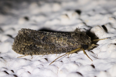 Acrolophus kearfotti