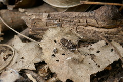 Egaenus convexus