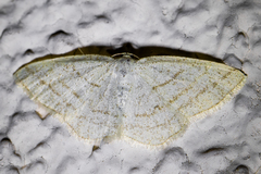 Protitame subalbaria