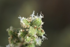 Aloysia gratissima