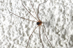 Amilenus aurantiacus