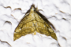 Scybalistodes periculosalis