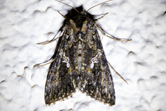 Tathorhynchus exsiccata