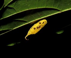 Callibia diana