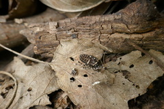 Egaenus convexus