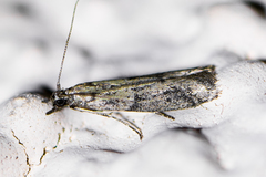 Acrobasis comptella