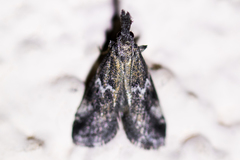 Alpheias transferens
