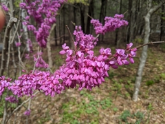 Cercis chinensis