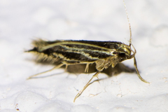 Eralea albalineella
