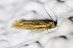 Ypsolopha sp-sw