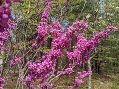 Cercis chinensis