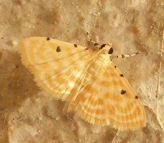 Notarcha aurolinealis