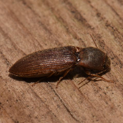 Agriotes mancus