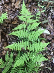 Macrothelypteris