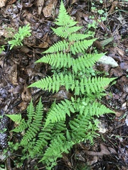Macrothelypteris