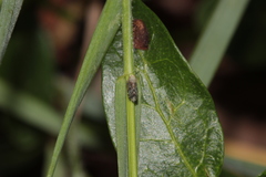 Errastunus ocellaris