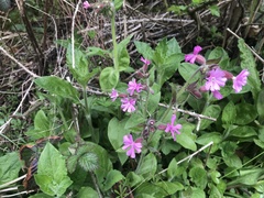 Silene dioica