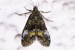 Elophila occidentalis